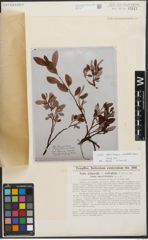 Foto von Salix reticulata L. x Salix waldsteiniana Willd.